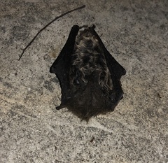 Pipistrellus tenuis