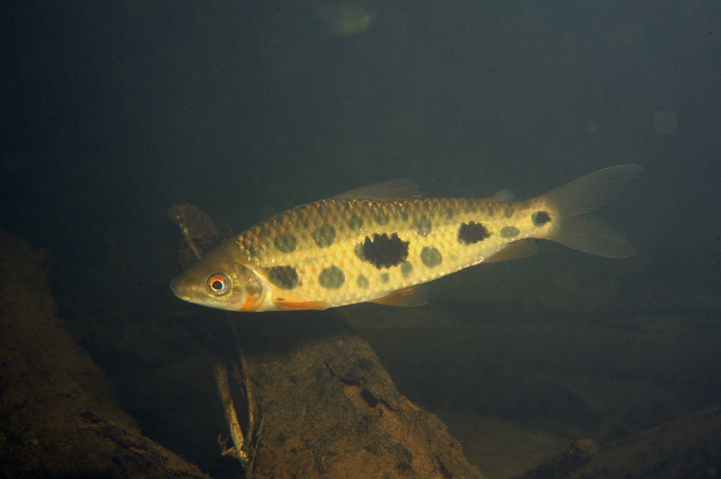 Gosse's leporinus (Leporinus gossei) — Anostomidae