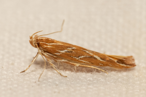 Pyroderces argyrogrammos