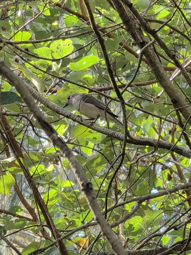 Gray Shrikethrush