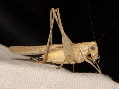 Brown-spotted Bush-cricket