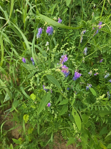 tufted vetch