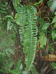 Hymenasplenium cheilosorum