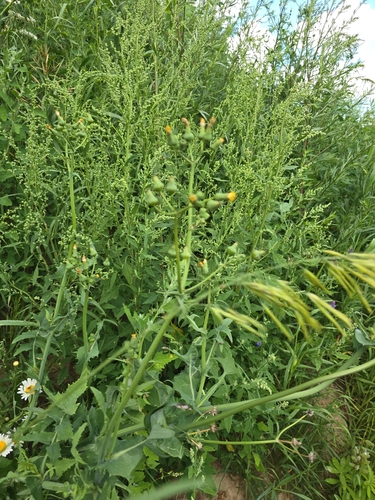 Common Sow-thistle