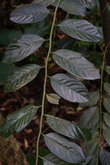 Diospyros maritima