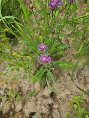 Brown Knapweed