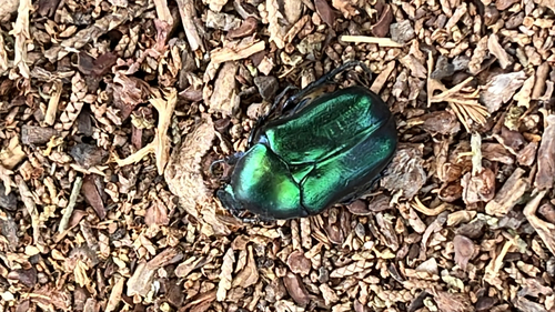 Protaetia angustata