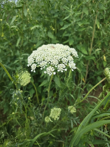 wild carrot