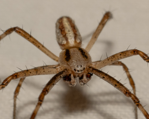 Lobed Argiope