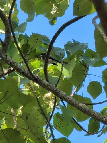 Grey Fantail