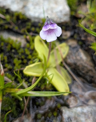 Pinguicula balcanica