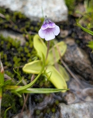 Balkan Butterwort (Pinguicula balcanica)
