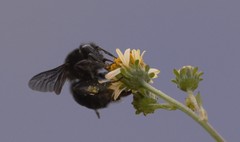 Bombus pauloensis