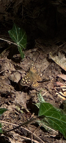 Speckled Wood