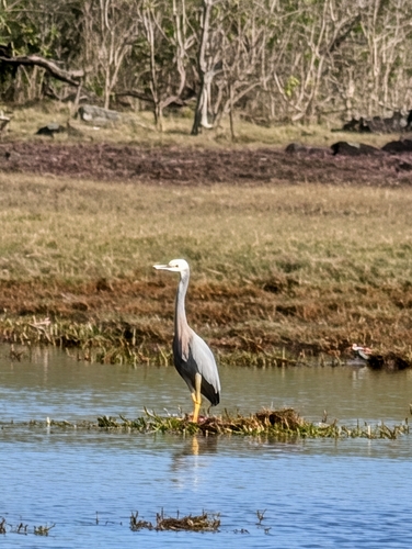 White-faced Heron