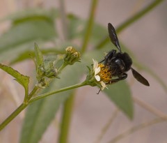 Bombus pauloensis
