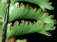 Hymenasplenium cheilosorum