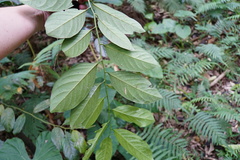Diospyros maritima