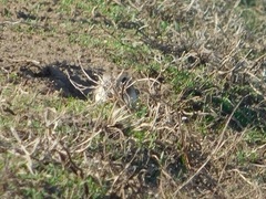 Spermophilus erythrogenys