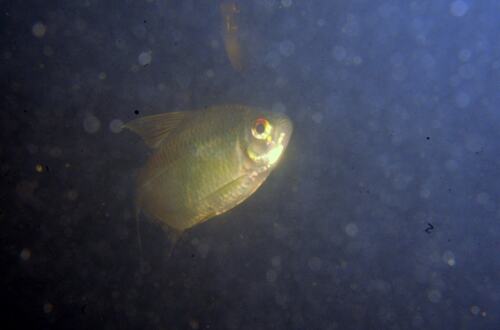 Goudvlek-tetra (Moenkhausia chrysargyrea) — Characidae