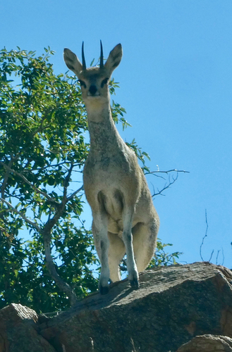 Cape Klipspringer