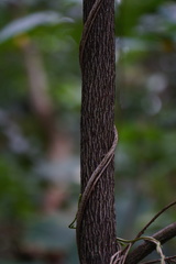 Diospyros maritima