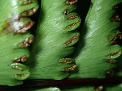 Hymenasplenium cheilosorum