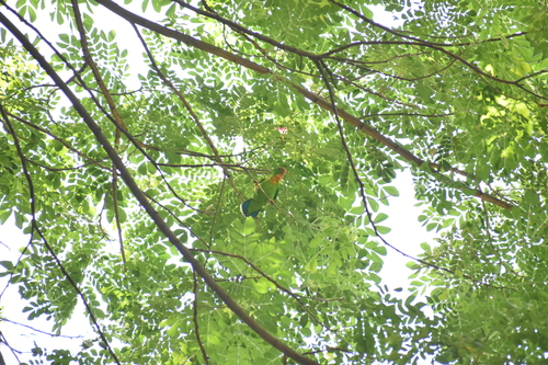 Loriculus philippensis observed 2026-07-05