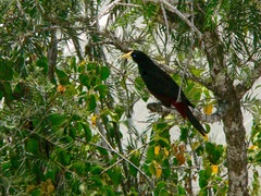 Psarocolius decumanus