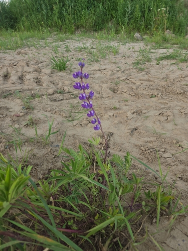 Large-leaved lupine