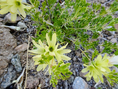 Lagochilus seravschanicus