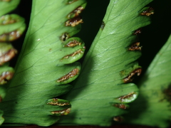 Hymenasplenium cheilosorum