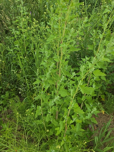 Common Lambsquarters