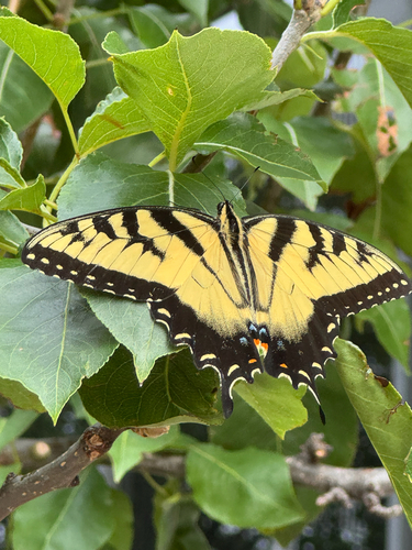 Eastern Tiger Swallowtail