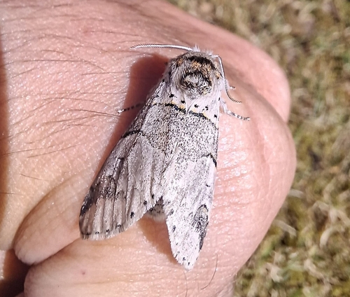 Poplar Kitten