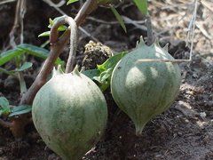 Jarilla heterophylla