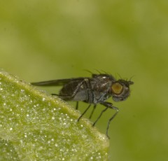Brachycera