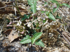 Jarilla heterophylla