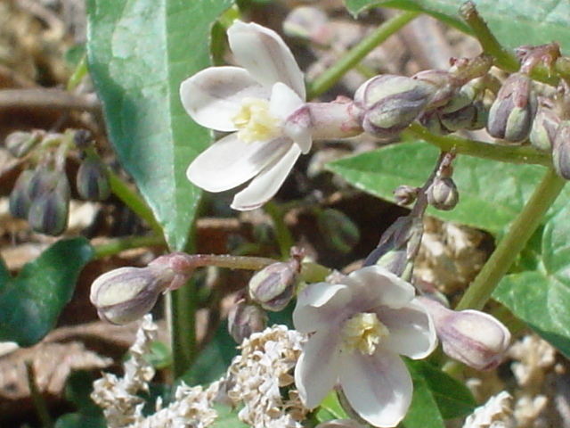 Jarilla heterophylla
