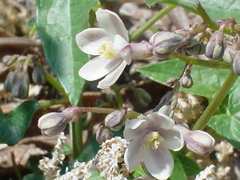 Jarilla heterophylla