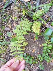 Cheilanthes viridis viridis