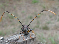 Trachyderes elegans