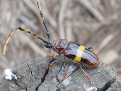 Trachyderes elegans