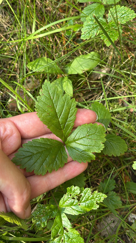 Stone Bramble