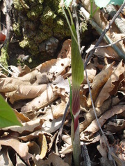Arisaema macrospathum