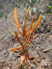 Erythrina leptorhiza