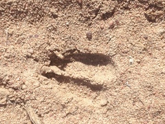 Raphicerus campestris