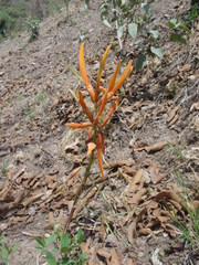 Erythrina leptorhiza