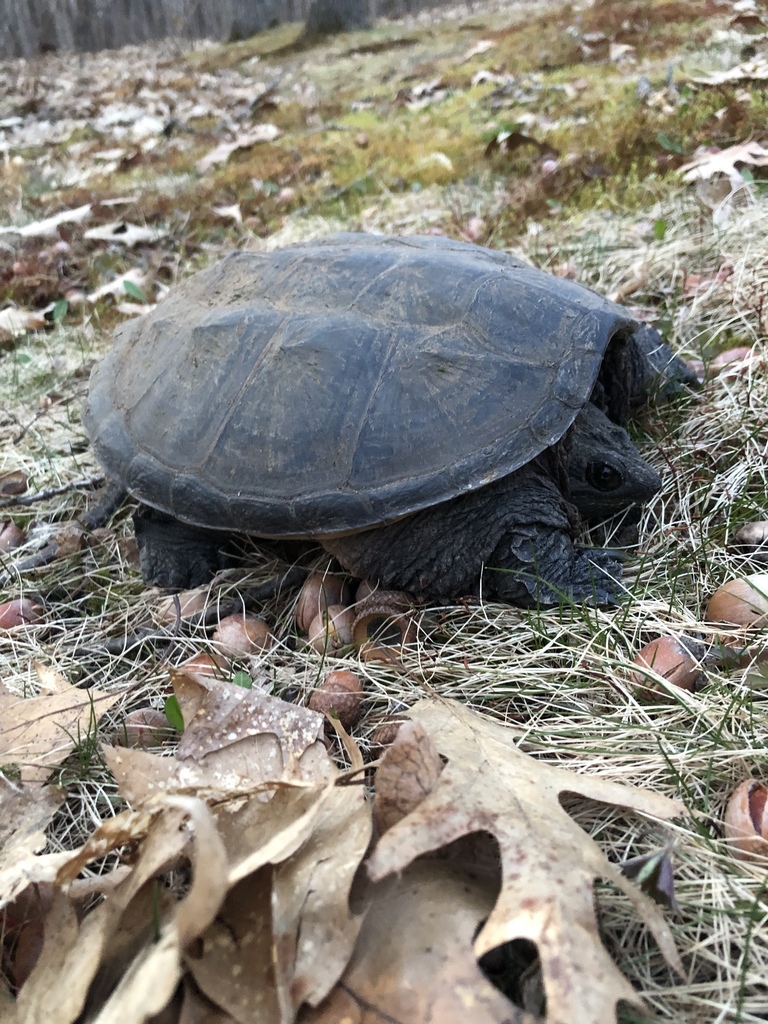 Common Snapping Turtle from Lone Pine Rd, Brainerd, MN, US on April 25 ...