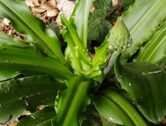 Veltheimia